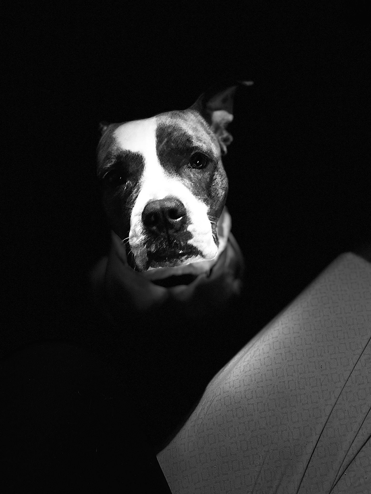 Eva joined the competition — help win amazing prizes! bored, canidae, carnivore, companion_dog, couch, darkness, dog, dog_breed, ear, eye, fawn, flash_photography, monochrome, monochrome_photography, snout, sporting_group, tints_and_shades, whiskers, window, working_animal