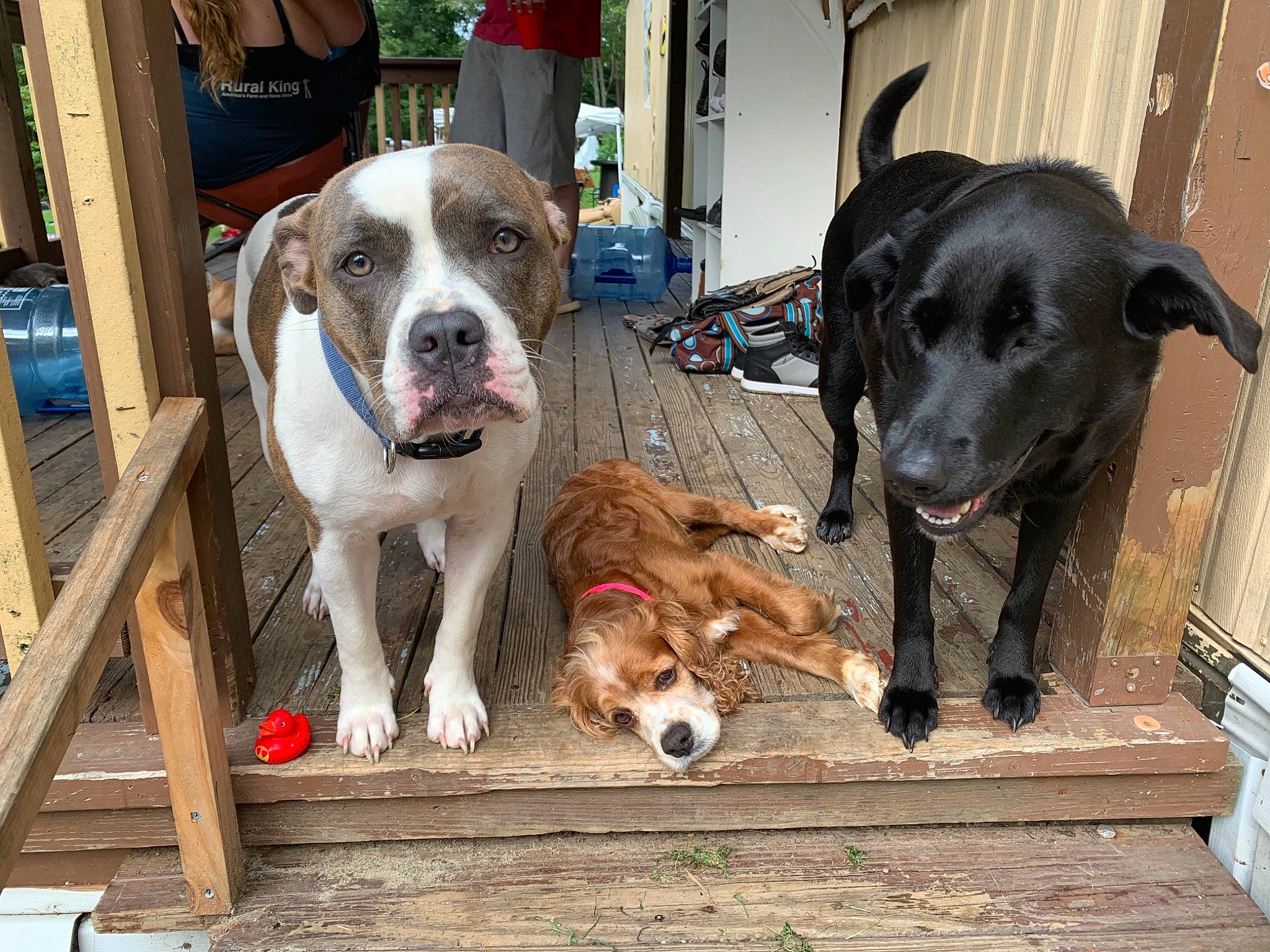 Eva is registered to the contest to win money with this photo: canidae, carnivore, chair, collar, companion_dog, dog, dog_breed, dog_collar, dog_supply, fur, giant_dog_breed, guard_dog, hunting_dog, leash, pet_supply, scent_hound, sporting_group, wood, working_animal, working_dog