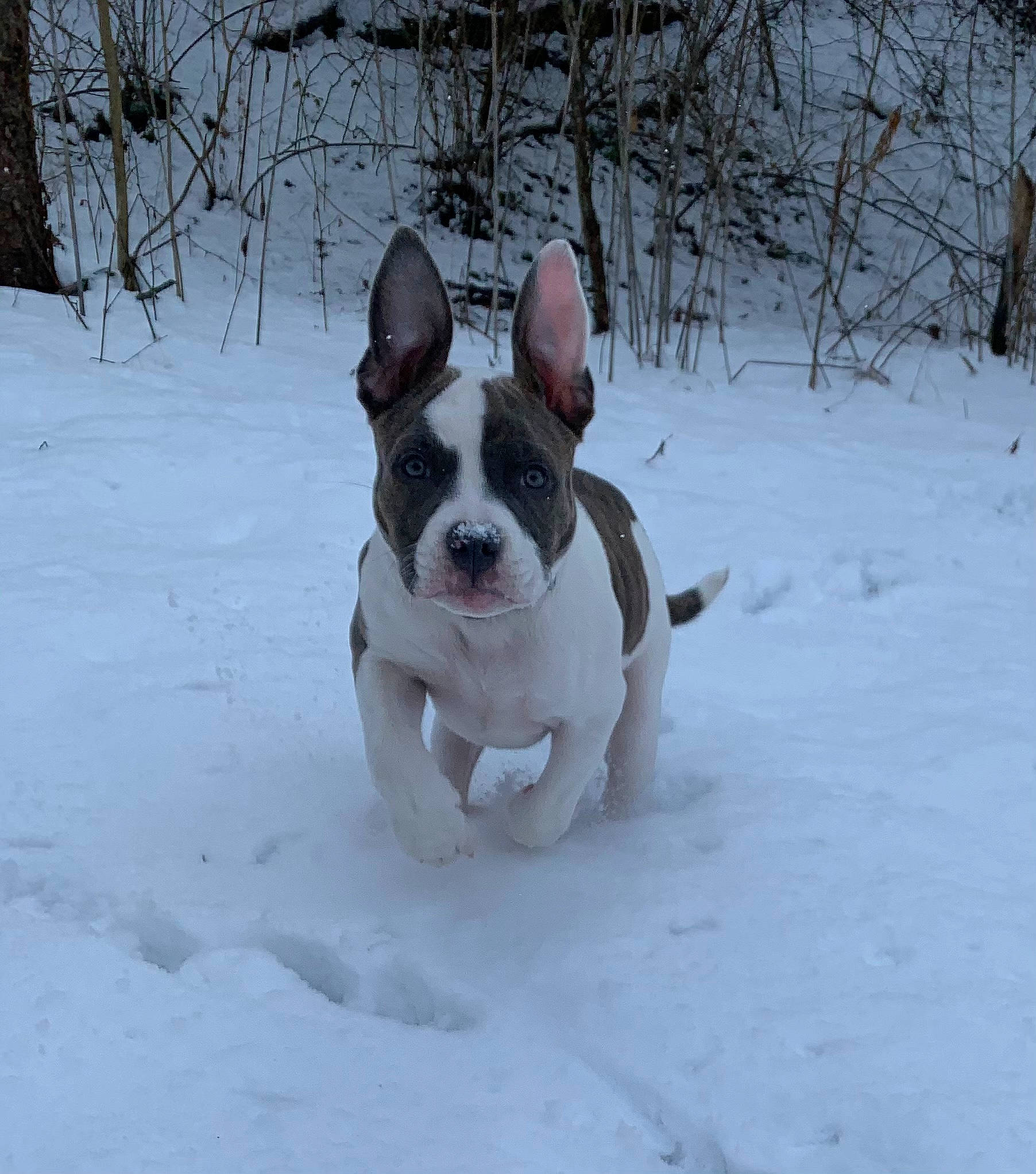 Eva is registered to the contest to win money with this photo: bulldog, canidae, carnivore, collar, companion_dog, dog, dog_breed, dog_collar, fawn, freezing, fur, pet_supply, snout, snow, sporting_group, tail, toy_dog, tree, whiskers, winter