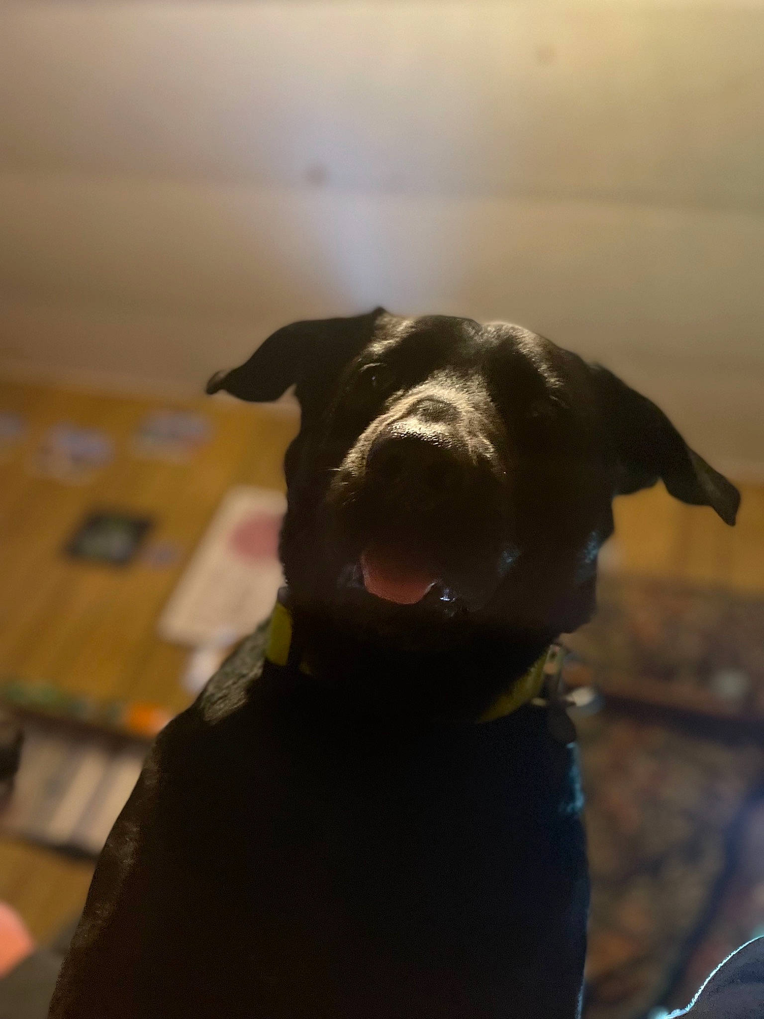 Coco is registered to the contest to win money with this photo: borador, canidae, carnivore, collar, companion_dog, dog, dog_breed, dog_collar, fashion_accessory, fawn, flash_photography, guard_dog, personal_protective_equipment, pet_supply, shadow, snout, sporting_group, tints_and_shades, whiskers, working_animal