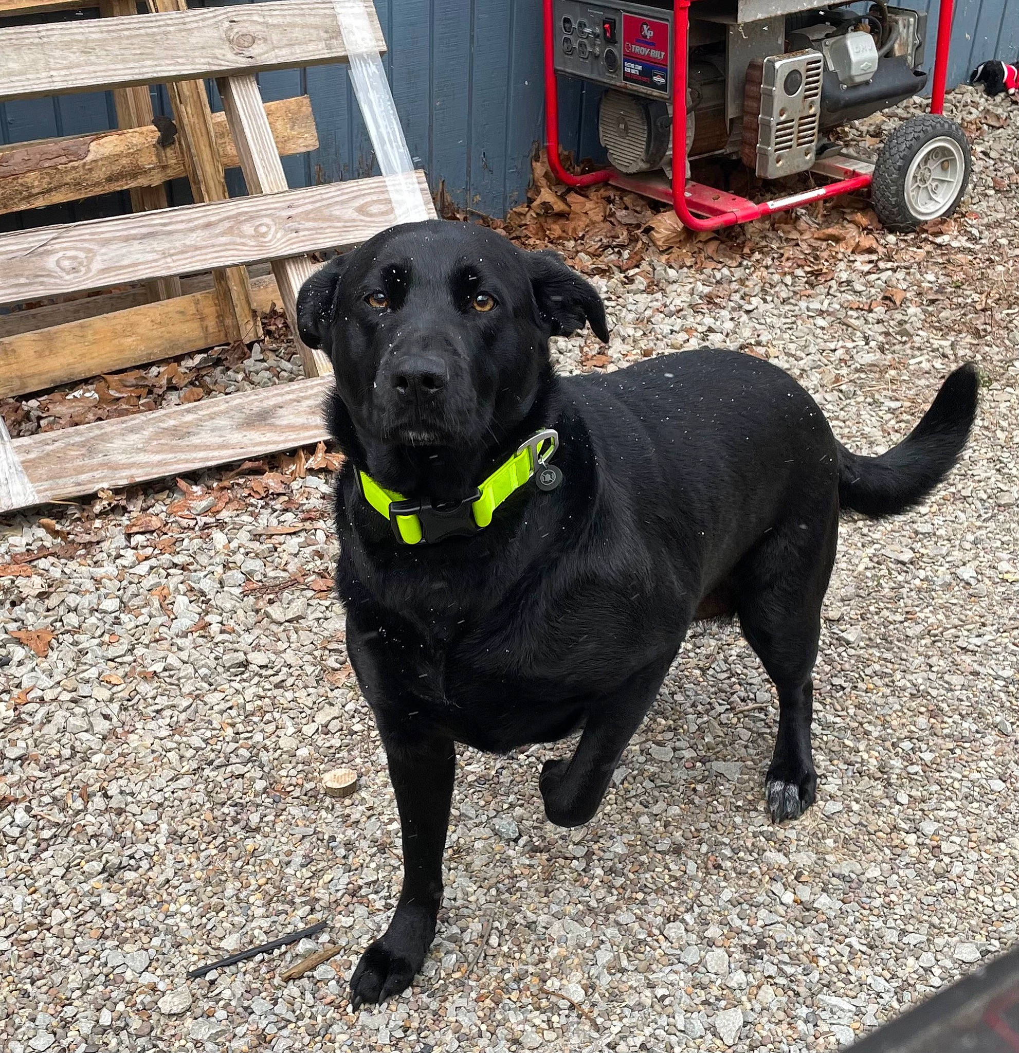 Coco is registered to the contest to win money with this photo: automotive_tire, borador, canidae, carnivore, collar, companion_dog, dog, dog_breed, dog_collar, fender, gun_dog, leash, liver, retriever, snout, sporting_group, tire, tread, wheel, working_animal