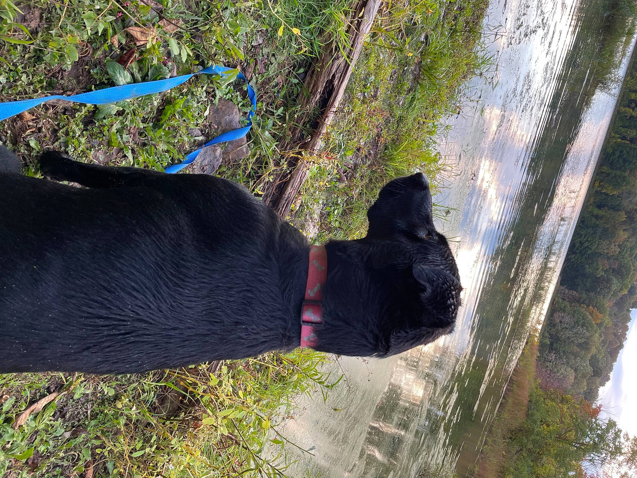 Coco is registered to the contest to win money with this photo: electric_blue, fashion_accessory, grass, human_leg, landscape, leaf, pattern, people_in_nature, plant, reflection, shadow, soil, tints_and_shades, tree, trunk, water, wood, wrist
