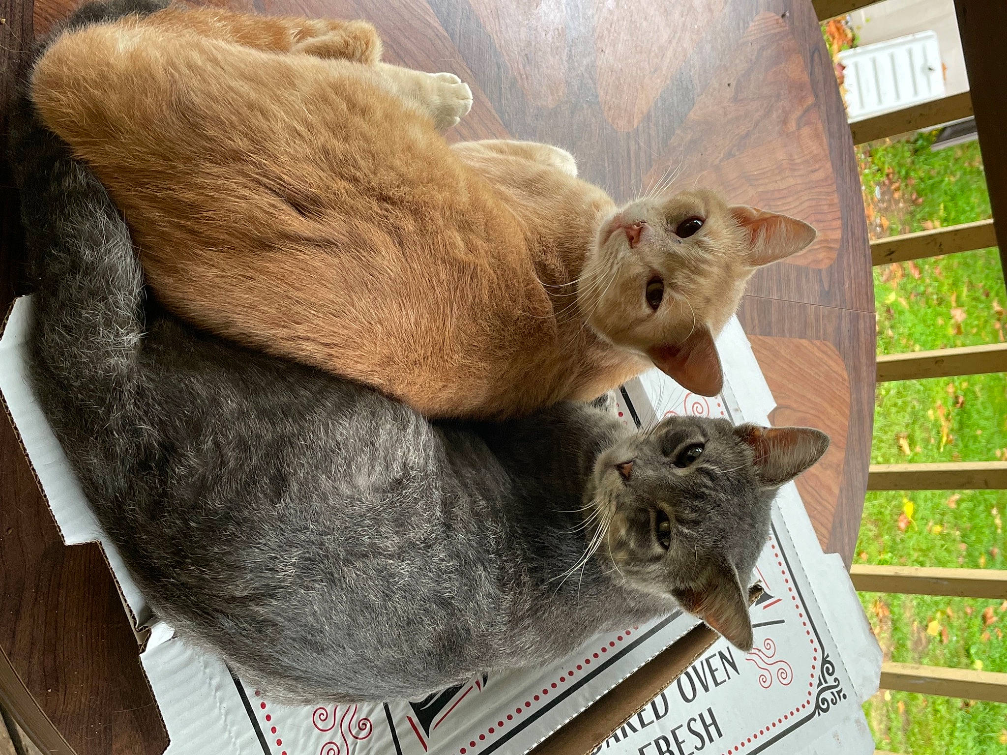 Simone is registered to the contest to win money with this photo: carnivore, cat, cat_supply, claw, comfort, domestic_short_haired_cat, fawn, felidae, fur, mammal, plant, small_to_medium_sized_cats, snout, tail, terrestrial_animal, tree, vertebrate, whiskers, window, wood