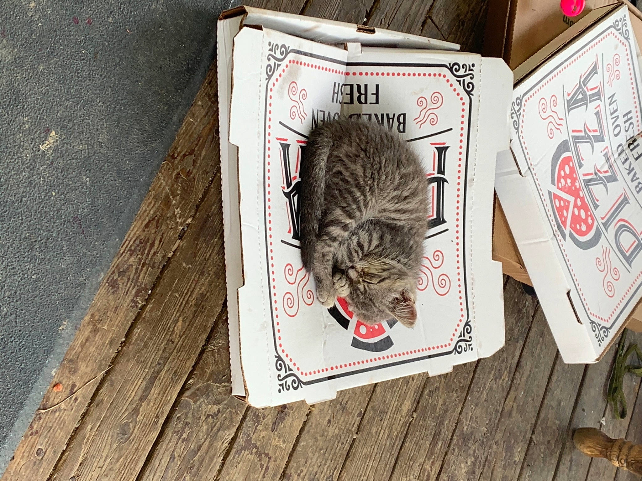 Simone is registered to the contest to win money with this photo: art, carmine, carnivore, companion_dog, domestic_short_haired_cat, felidae, flooring, font, fur, illustration, plant, publication, rat, rodent, small_to_medium_sized_cats, squirrel, tail, tree, whiskers, wood