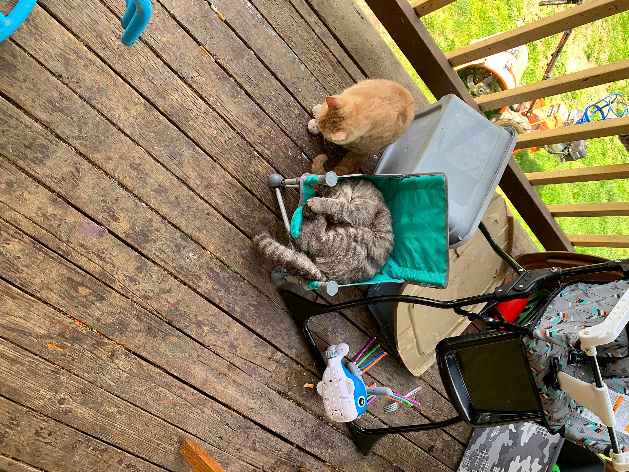 Simone joined the competition — help win amazing prizes! bag, blue, carnivore, cat, deck, fawn, felidae, flooring, grass, hardwood, leisure, luggage_and_bags, lumber, outdoor_furniture, plank, small_to_medium_sized_cats, tail, whiskers, wood, wood_stain