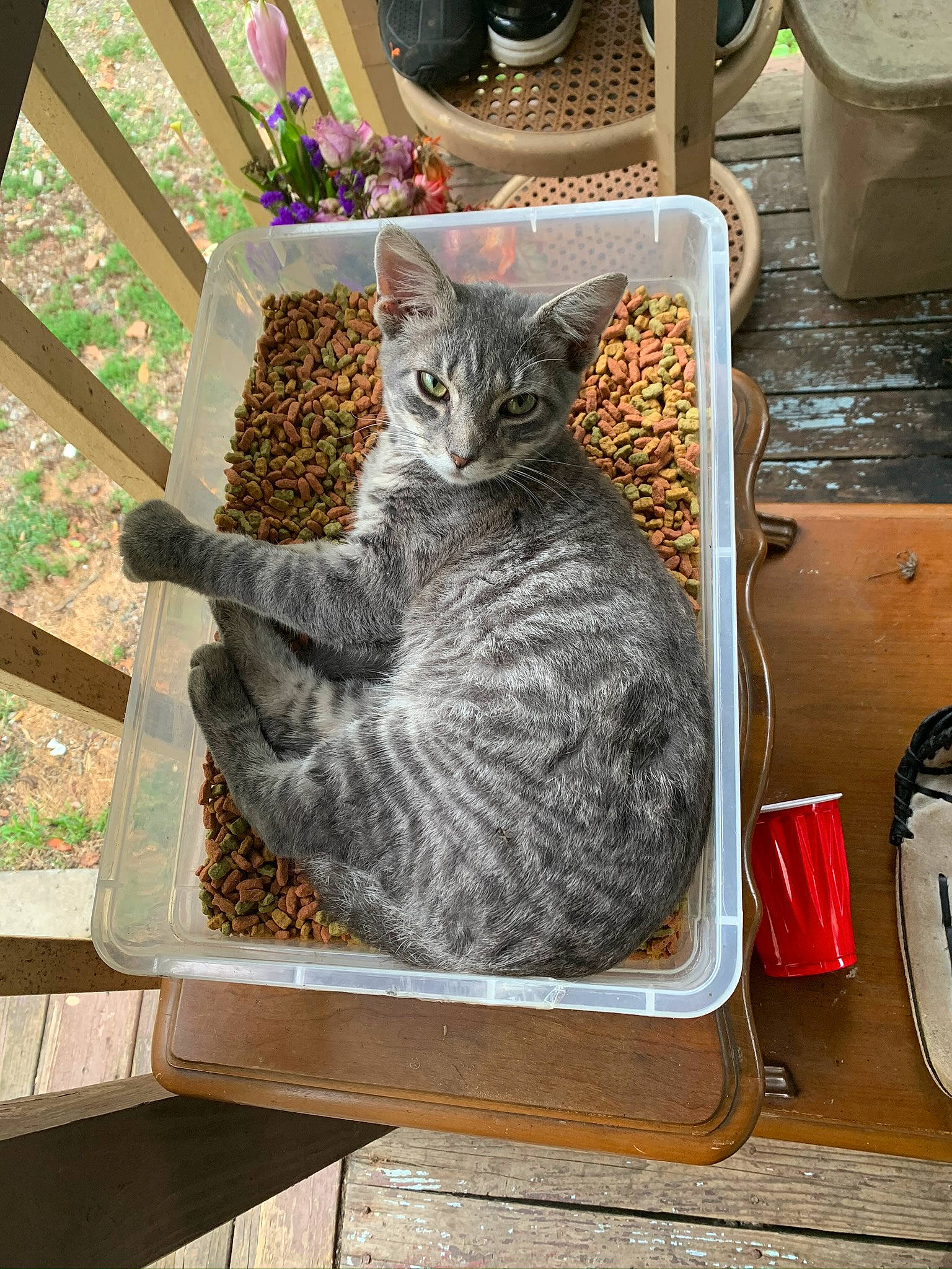 Simone is registered to the contest to win money with this photo: carnivore, cat, domestic_short_haired_cat, drinkware, felidae, fur, grey, kitchen_utensil, mammal, metal, plant, sitting, small_to_medium_sized_cats, snout, tableware, tail, textile, vertebrate, whiskers, window