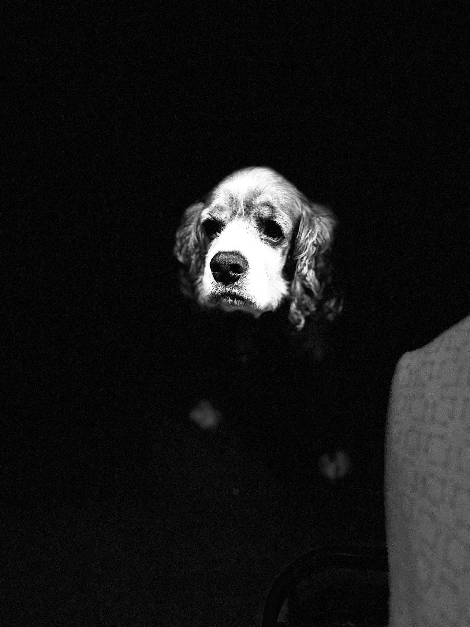 Lizzie is registered to the contest to win money with this photo: canidae, carnivore, companion_dog, darkness, dog, dog_breed, flash_photography, font, fur, monochrome, monochrome_photography, night, non_sporting_group, portrait, portrait_photography, snout, sporting_group, still_life_photography, whiskers, working_animal