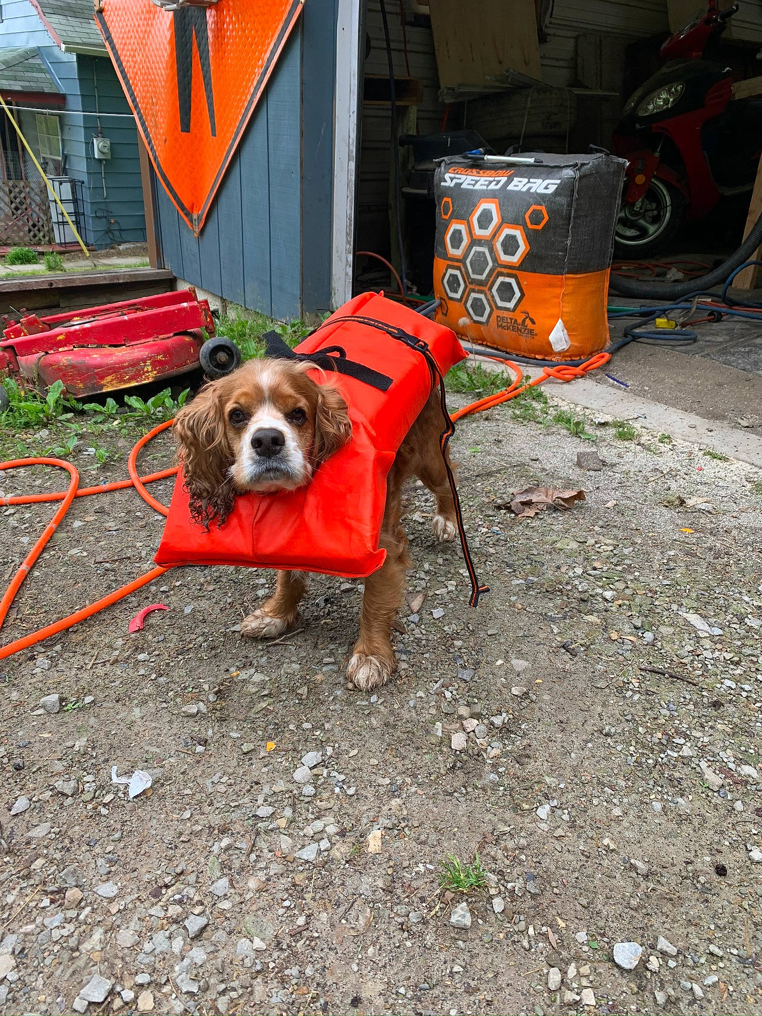 Lizzie is registered to the contest to win money with this photo: asphalt, carnivore, collar, companion_dog, dog, dog_breed, dog_clothes, dog_supply, fawn, gas, orange, plant, road_surface, sidewalk, snout, sporting_group, tire, waste_container, wheel, working_animal