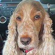 Fanta a rejoint le concours — aidez-le/la à gagner de superbes lots ! dog, pet, animal, curly_fur, close_up, car_interior, dashboard, seat, collar, brown_fur, long_ears, portrait, looking_at_camera, indoor, vehicle, cute, companion, domestic_animal, fur_texture, nose