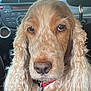 dog, pet, animal, curly_fur, close_up, car_interior, dashboard, seat, collar, brown_fur, long_ears, portrait, looking_at_camera, indoor, vehicle, cute, companion, domestic_animal, fur_texture, nose