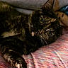 animal, cat, closeup, comfort, cozy, cute, domestic_cat, ears, feline, fur, indoor, paw, pet, relaxed, resting, sleepy, soft, striped_blanket, tortoiseshell, whiskers