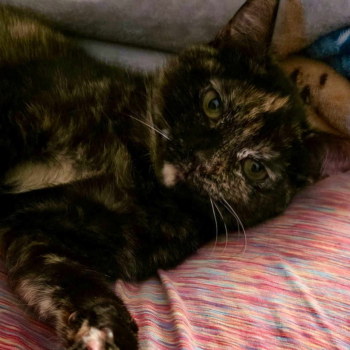 Kitty Meow