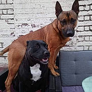 Mya a rejoint le concours — aidez-le/la à gagner de superbes lots ! animal, black_dog, brick_wall, brown_dog, canine, chair, companion, cushion, cute, dog, domestic_animal, furniture, happy, outdoor, pets, playful, portrait, resting, sitting, two_dogs