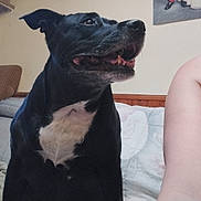 Sandrine Roy participe au concours pour gagner de l'argent avec cette photo : dog, black_dog, white_chest, indoor, couch, pet, animal, smiling, happy, side_view, mammal, companion, furniture, wall, human_arm, domestic, canine, relaxed, seated, household
