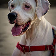 Riboul a rejoint le concours — aidez-le/la à gagner de superbes lots ! animal, beach, canine, close_up, companion, cute, dog, ears, friendly, fur, happy, muzzle, nature, outdoor, pet, portrait, red_harness, sunset, tongue_out, white_dog