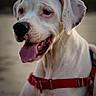 animal, beach, canine, close_up, companion, cute, dog, ears, friendly, fur, happy, muzzle, nature, outdoor, pet, portrait, red_harness, sunset, tongue_out, white_dog