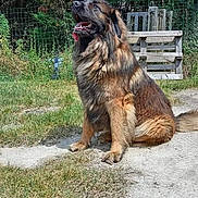 Snoopy participe au concours pour gagner de l'argent avec cette photo : animal, backyard, canine, dog, fence, germanshepherd, goldenretriever, grass, nature, outdoors, path, pet, plant, policedog, puppy, snout, tree, vegetation, yard, zoo