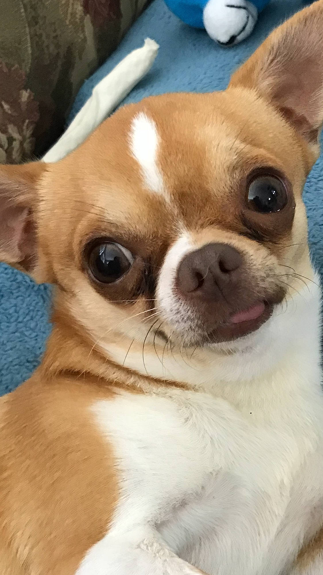 C J joined the competition — help win amazing prizes! ancient_dog_breeds, canidae, carnivore, chihuahua, close_up, companion_dog, corgi_chihuahua, dog, dog_breed, ear, eye, fawn, head, mammal, nose, puppy, snout, toy_dog, vertebrate, whiskers