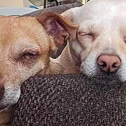 Lilly Bella joined the competition — help win amazing prizes! animal, brown_dog, closeup, companion, cozy, cushion, cute, dog, ears, face, friendship, indoor, nose, peaceful, pets, relaxed, resting, sleeping, snuggle, white_dog