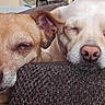 animal, brown_dog, closeup, companion, cozy, cushion, cute, dog, ears, face, friendship, indoor, nose, peaceful, pets, relaxed, resting, sleeping, snuggle, white_dog