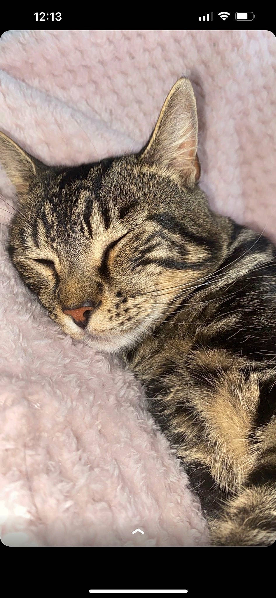 Bean joined the competition — help win amazing prizes! carnivore, cat, claw, domestic_short_haired_cat, felidae, fur, grass, paw, small_to_medium_sized_cats, terrestrial_animal, whiskers, wildlife