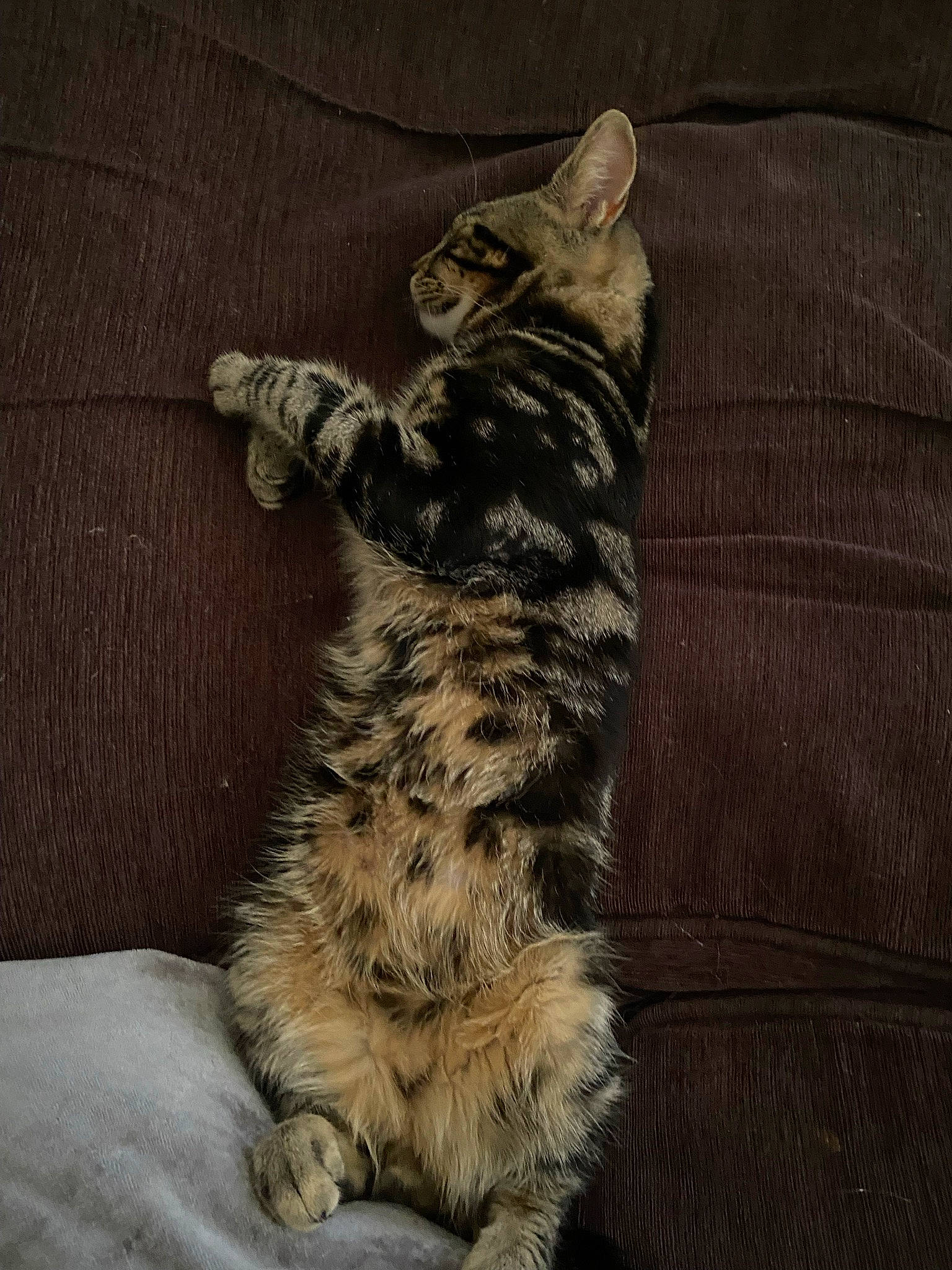 Bean is registered to the contest to win money with this photo: carnivore, cat, claw, domestic_short_haired_cat, felidae, flooring, foot, fur, hardwood, pattern, paw, small_to_medium_sized_cats, tail, terrestrial_animal, whiskers, wood