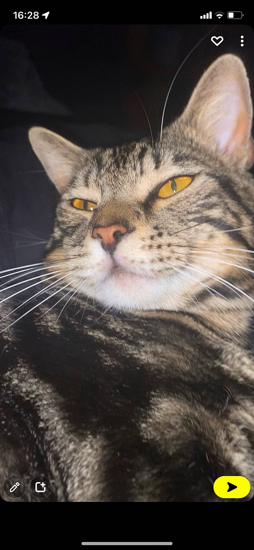 Bean joined the competition — help win amazing prizes! carnivore, cat, domestic_short_haired_cat, felidae, fur, paw, photo_caption, small_to_medium_sized_cats, snout, terrestrial_animal, tree, whiskers, wildlife