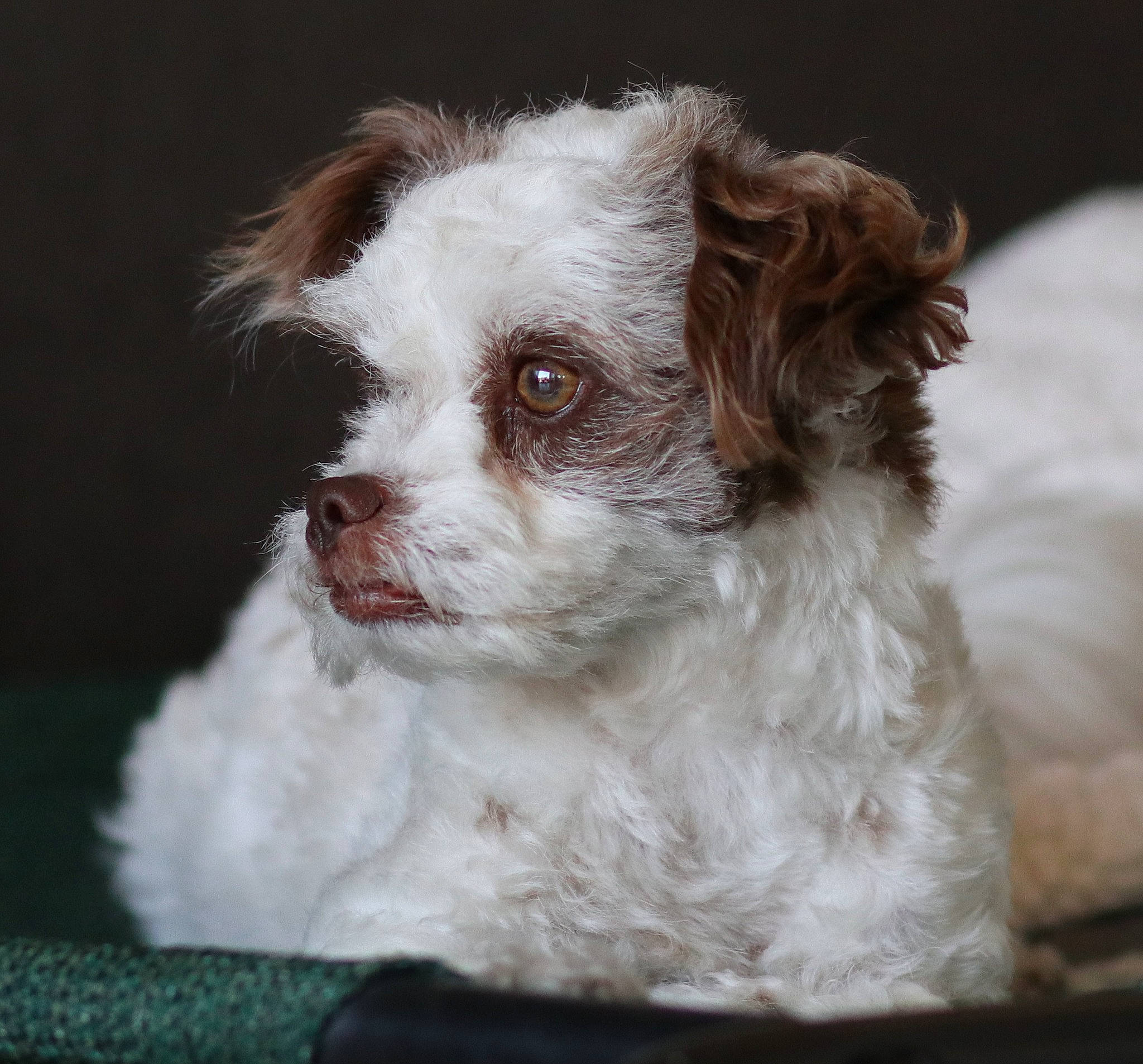 Champagne is registered to the contest to win money with this photo: bolonka, canidae, carnivore, cavapoo, cockapoo, companion_dog, dog, dog_breed, havanese, mal_shi, maltepoo, mammal, poodle_crossbreed, puppy, rare_breed_dog, schnoodle, shih_poo, sporting_group, toy_dog, vertebrate