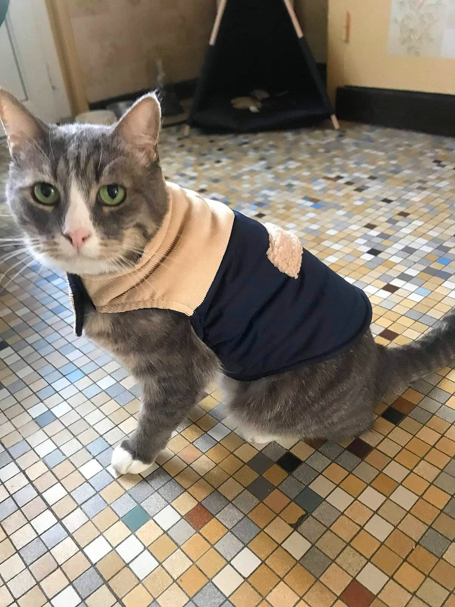 Jojo participe au concours pour gagner de l'argent avec cette photo : carnivore, cat, collar, domestic_short_haired_cat, door, fawn, felidae, floor, flooring, fur, grey, hardwood, leash, paw, pet_supply, small_to_medium_sized_cats, tail, terrestrial_animal, whiskers, wood