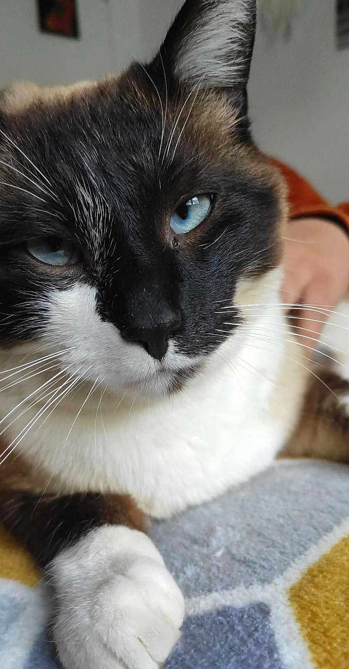 Symba a rejoint le concours — aidez-le/la à gagner de superbes lots ! cat, blue_eyes, close_up, whiskers, paw, fur, black_and_white, tabby, relaxed, indoor, blanket, human_hand, pet, animal, cute, face, portrait, soft_texture, resting, feline