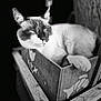 Symba participe au concours pour gagner de l'argent avec cette photo : animal, black_and_white, cat, close_up, ears, face, feline, fish_painting, fur, indoor, paw, pet, portrait, quiet, relaxed, resting, texture, vintage, wood, wooden_box