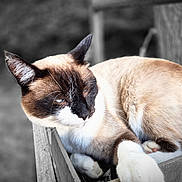Symba a rejoint le concours — aidez-le/la à gagner de superbes lots ! animal, cat, closeup, cute, domestic_animal, ears, feline, fur, mammal, nature, outdoor, paw, pet, portrait, relaxation, resting, siamese_cat, sleepy, whiskers, wood