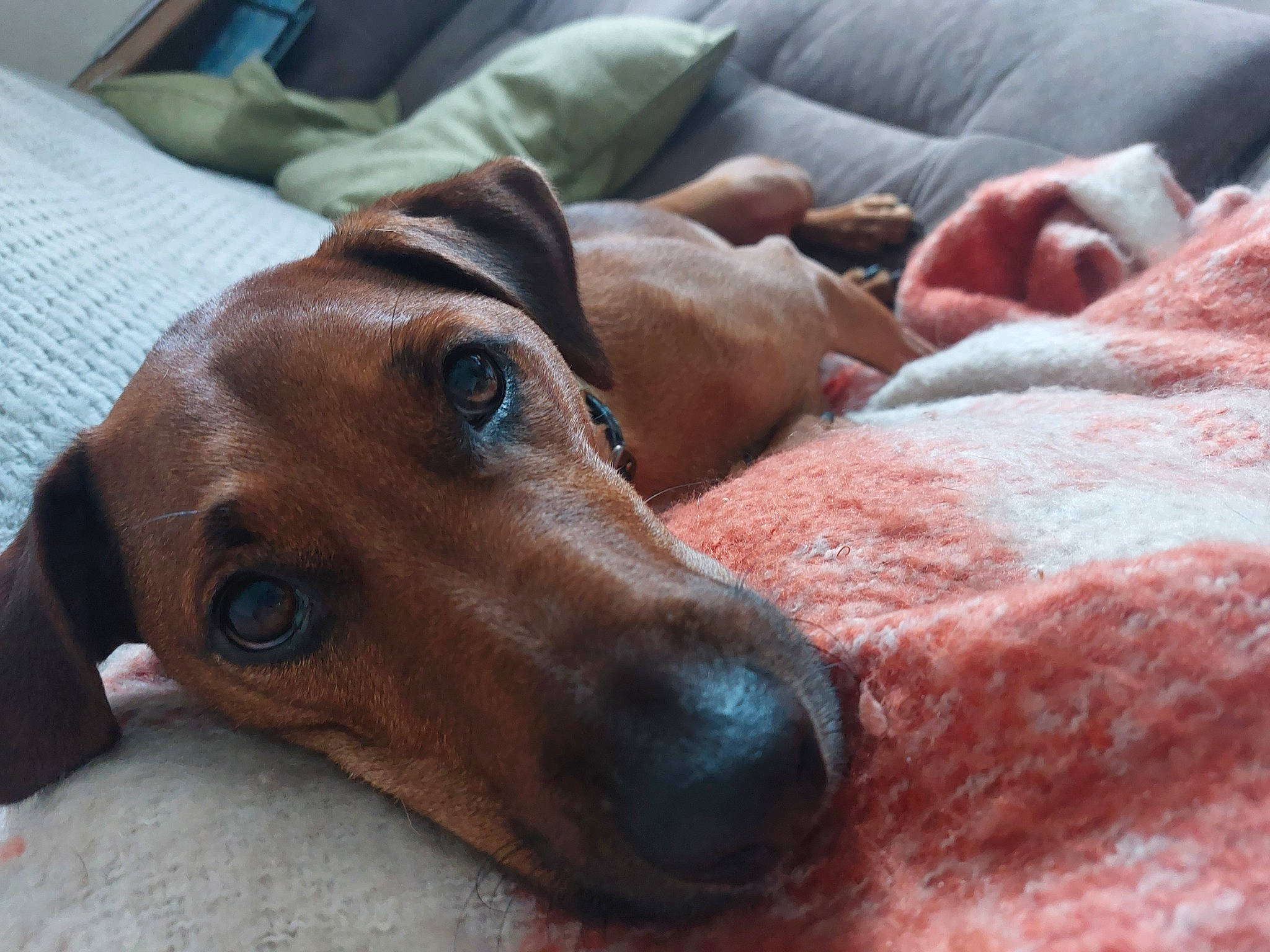 Charlie joined the competition — help win amazing prizes! canidae, carnivore, comfort, companion_dog, dog, dog_breed, dog_supply, fawn, fur, guard_dog, linens, liver, pet_supply, pointing_breed, snout, sporting_group, whiskers, wood, working_animal, wrinkle