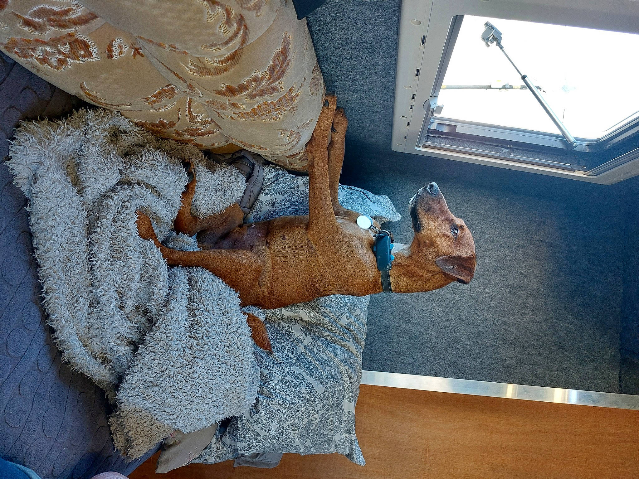 Charlie joined the competition — help win amazing prizes! art, chair, craft, crochet, dress, fashion_accessory, fawn, flooring, hardwood, linens, pattern, peach, room, textile, thread, visual_arts, window, wood, wool, wrist