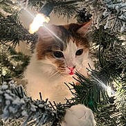 Callie joined the competition — help win amazing prizes! cat, christmas_tree, holiday_lights, ornament, paw, whiskers, white_fur, orange_fur, close_up, festive, decorations, evergreen, fluffy, curious, indoor, bokeh, sparkle, cozy, playful, pet