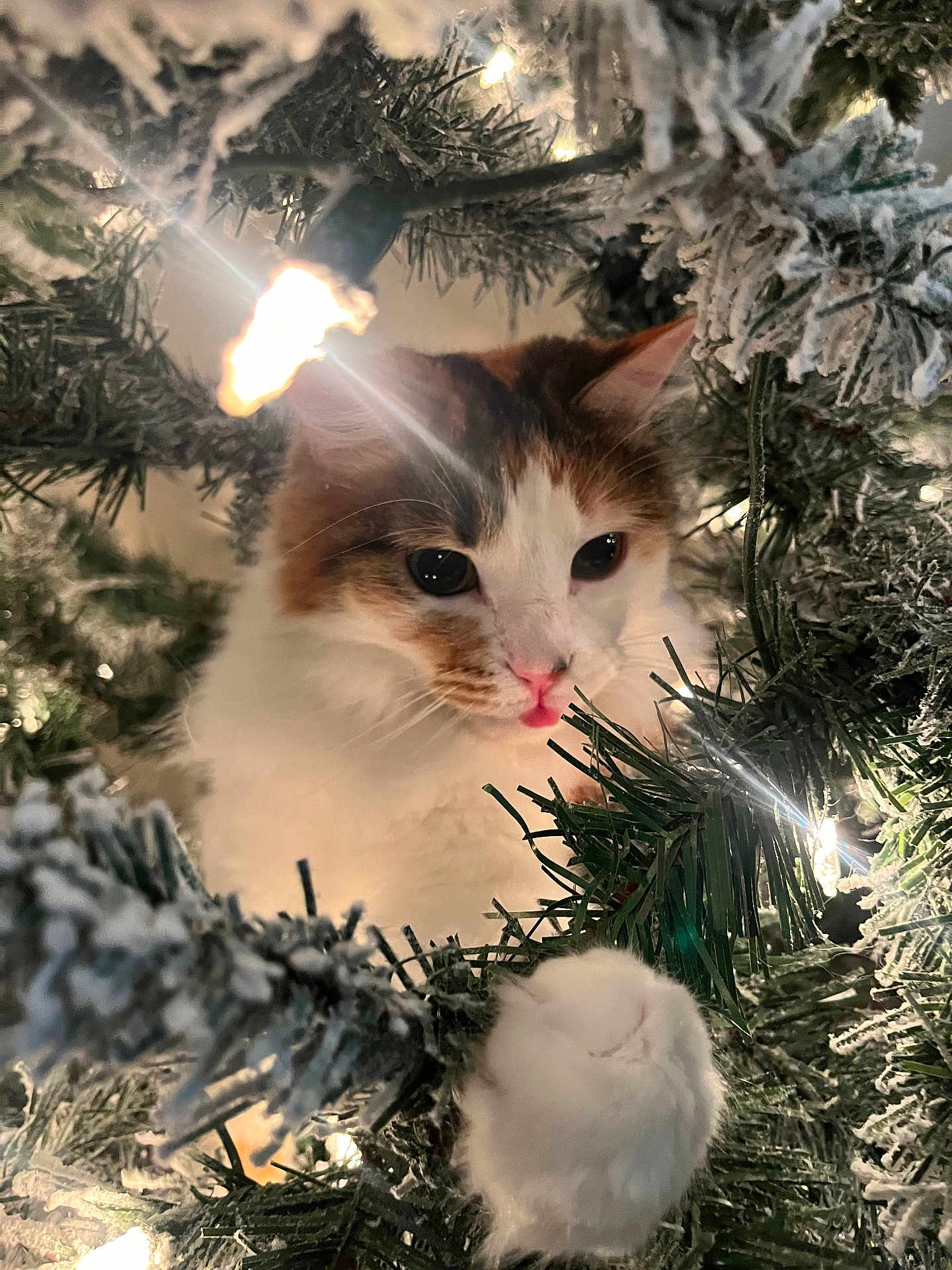 Callie joined the competition — help win amazing prizes! cat, christmas_tree, holiday_lights, ornament, paw, whiskers, white_fur, orange_fur, close_up, festive, decorations, evergreen, fluffy, curious, indoor, bokeh, sparkle, cozy, playful, pet