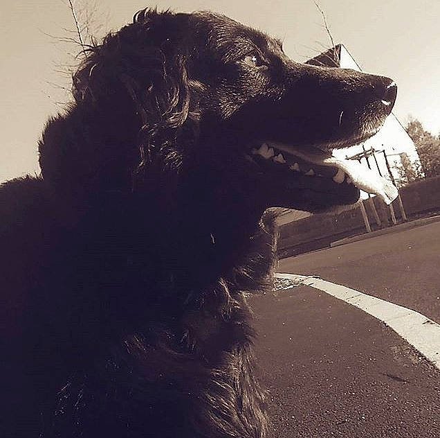 Daysie a rejoint le concours — aidez-le/la à gagner de superbes lots ! boykin_spaniel, canidae, carnivore, cloud, companion_dog, dog, dog_breed, flat_coated_retriever, hovawart, newfoundland, shadow, sky, sporting_group, working_dog