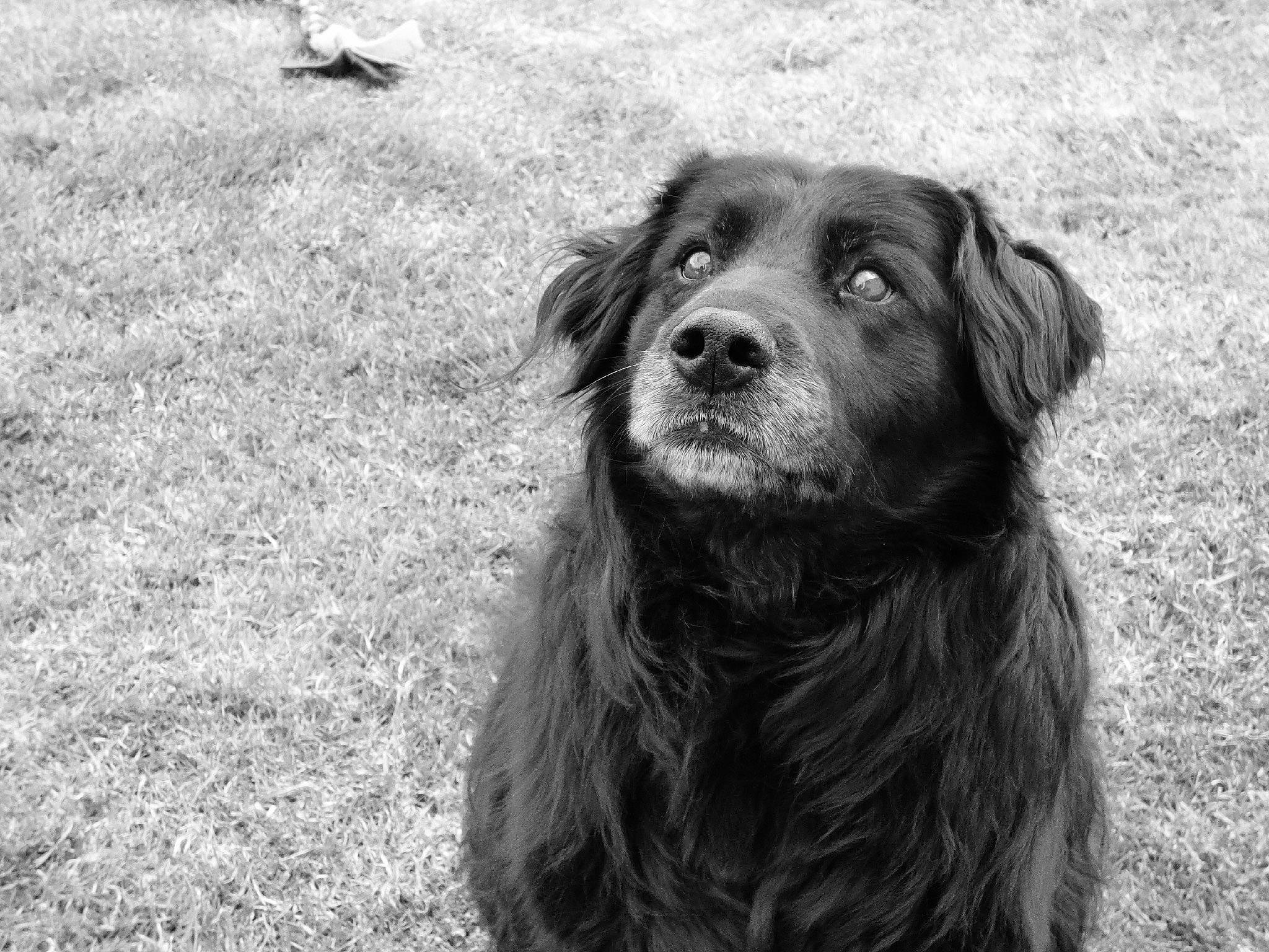 Daysie a rejoint le concours — aidez-le/la à gagner de superbes lots ! black_and_white, borador, canidae, carnivore, companion_dog, dog, dog_breed, fur, grass, gun_dog, liver, monochrome, monochrome_photography, retriever, sporting_group, style, terrestrial_animal, whiskers, working_animal, working_dog
