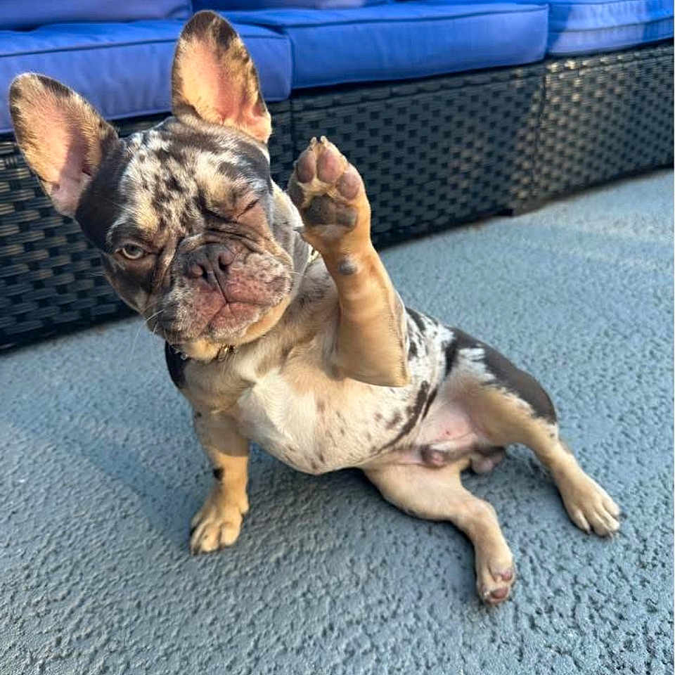 Sargie joined the competition — help win amazing prizes! animal, blue_cushion, canine, companion, cute, dog, french_bulldog, fur, one_eye_closed, outdoor, paw, pet, playful, raised_paw, sitting, small_dog, sunlight, textured_floor, wicker_sofa, winking