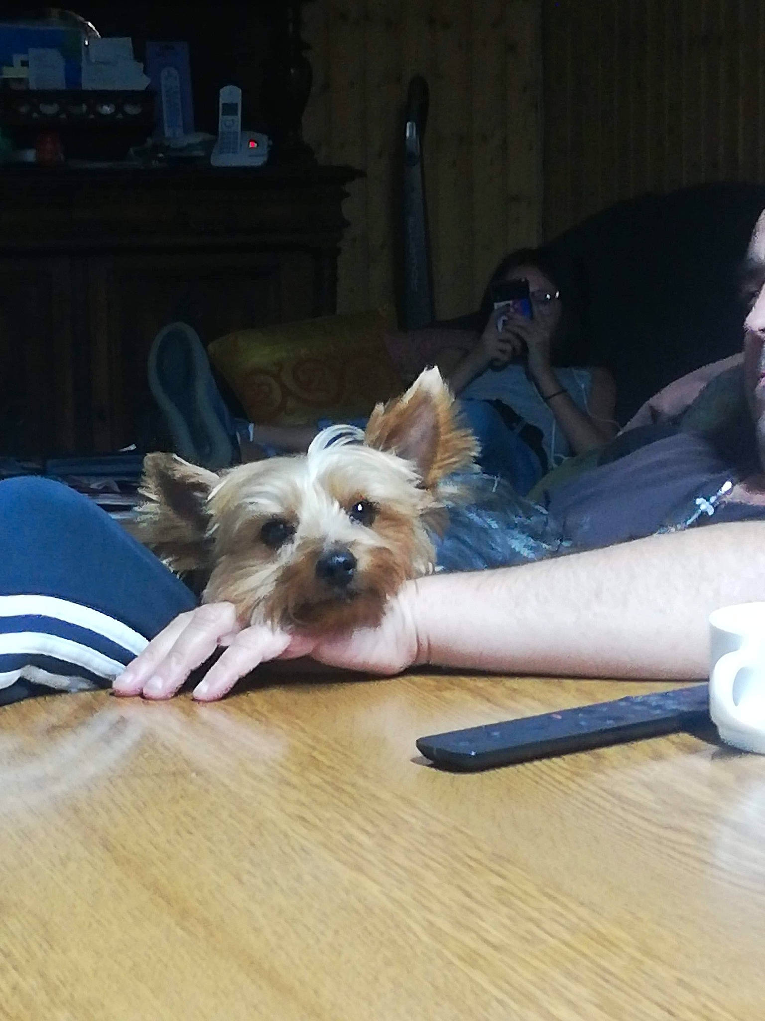 Moshi a rejoint le concours — aidez-le/la à gagner de superbes lots ! australian_terrier, biewer_terrier, cairn_terrier, canidae, carnivore, companion_dog, dog, dog_breed, ear, floor, flooring, mammal, puppy, rare_breed_dog, terrier, toy_dog, yorkshire_terrier