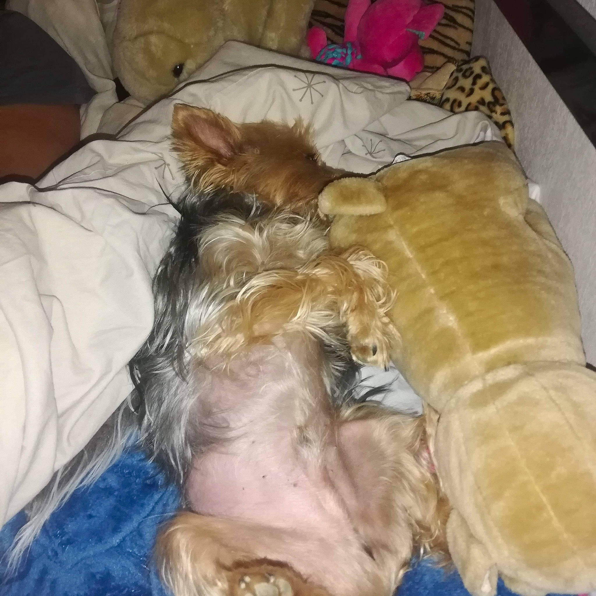 Moshi participe au concours pour gagner de l'argent avec cette photo : australian_silky_terrier, canidae, carnivore, chinese_crested_dog, companion_dog, dog, dog_breed, ear, fawn, morkie, nap, puppy, sleep, sporting_group, terrier, toy_dog, yorkshire_terrier