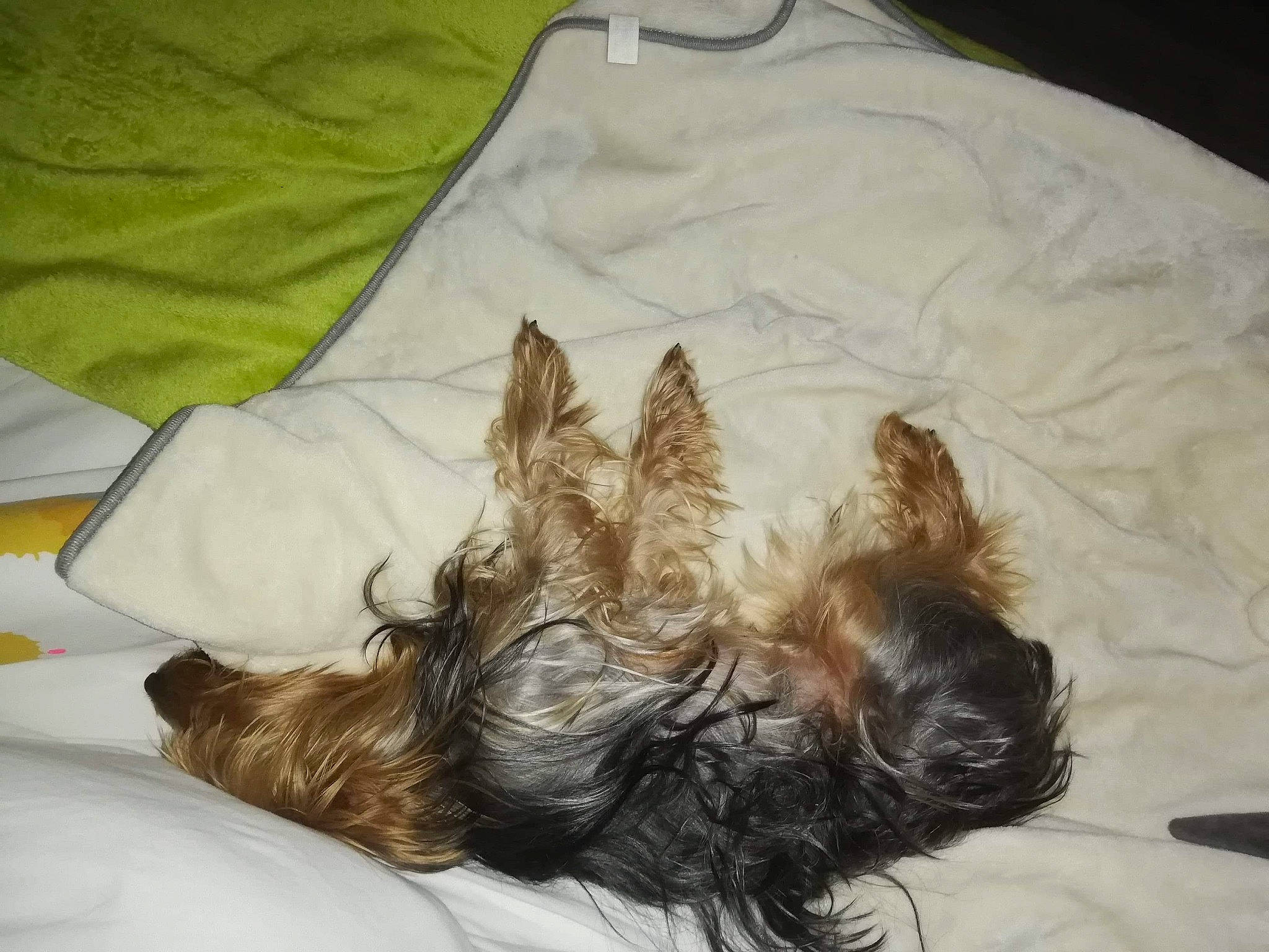 Moshi a rejoint le concours — aidez-le/la à gagner de superbes lots ! australian_silky_terrier, bolonka, canidae, carnivore, companion_dog, dog, dog_breed, ear, liver, nap, shih_tzu, sleep, sporting_group, terrier