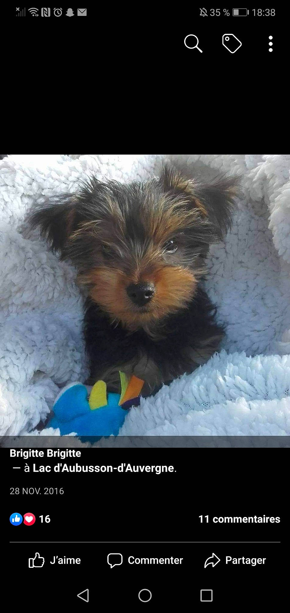 Moshi participe au concours pour gagner de l'argent avec cette photo : bolonka, cairn_terrier, canidae, carnivore, chinese_imperial_dog, companion_dog, dog, dog_breed, maltepoo, mammal, morkie, puppy, rare_breed_dog, schnoodle, small_terrier, sporting_group, terrier, toy_dog, yorkipoo, yorkshire_terrier