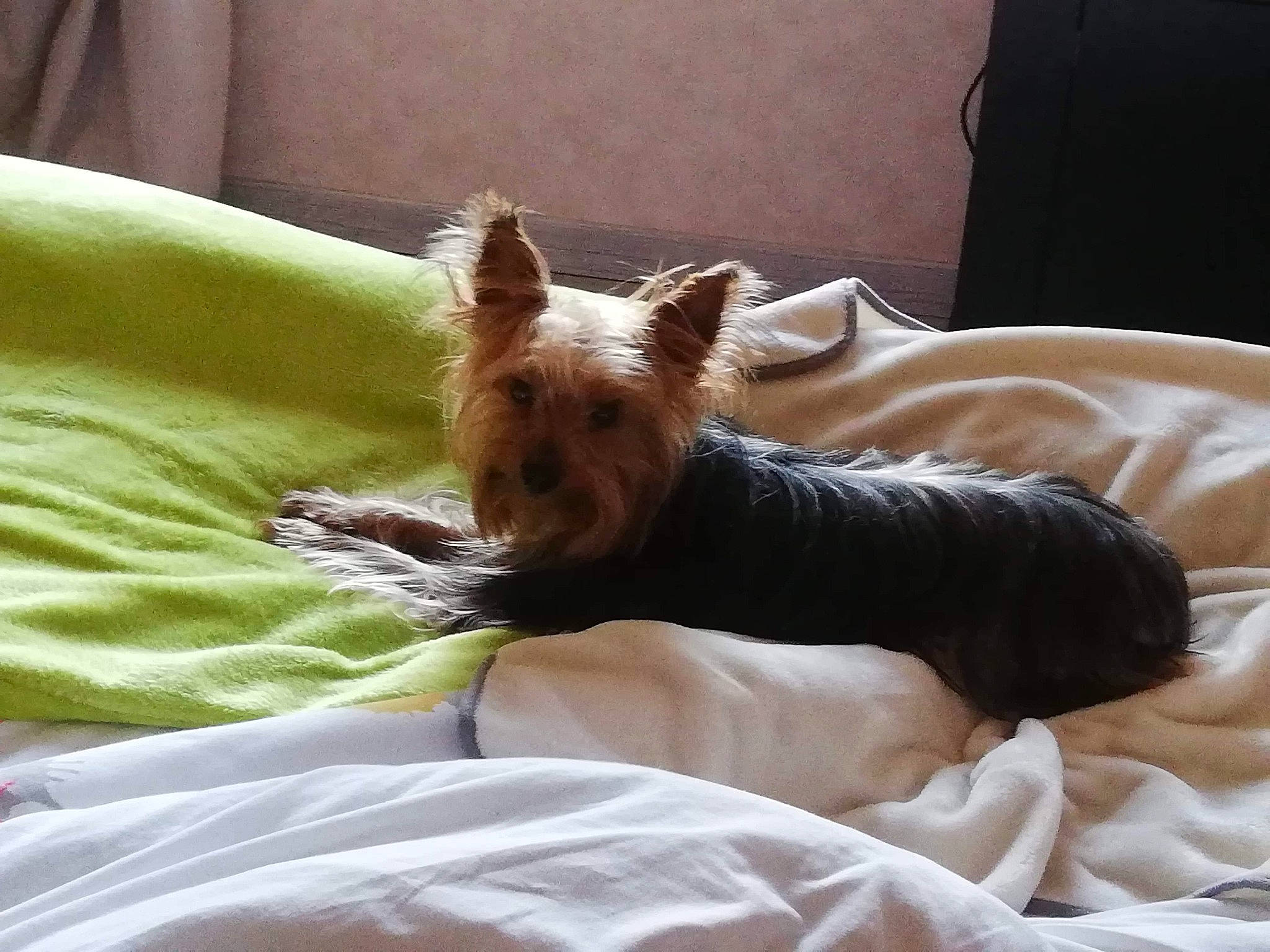 Moshi a rejoint le concours — aidez-le/la à gagner de superbes lots ! australian_silky_terrier, australian_terrier, canidae, carnivore, comfort, companion_dog, dog, dog_breed, fawn, furniture, mammal, nap, portuguese_podengo, toy_dog, vertebrate, yorkshire_terrier