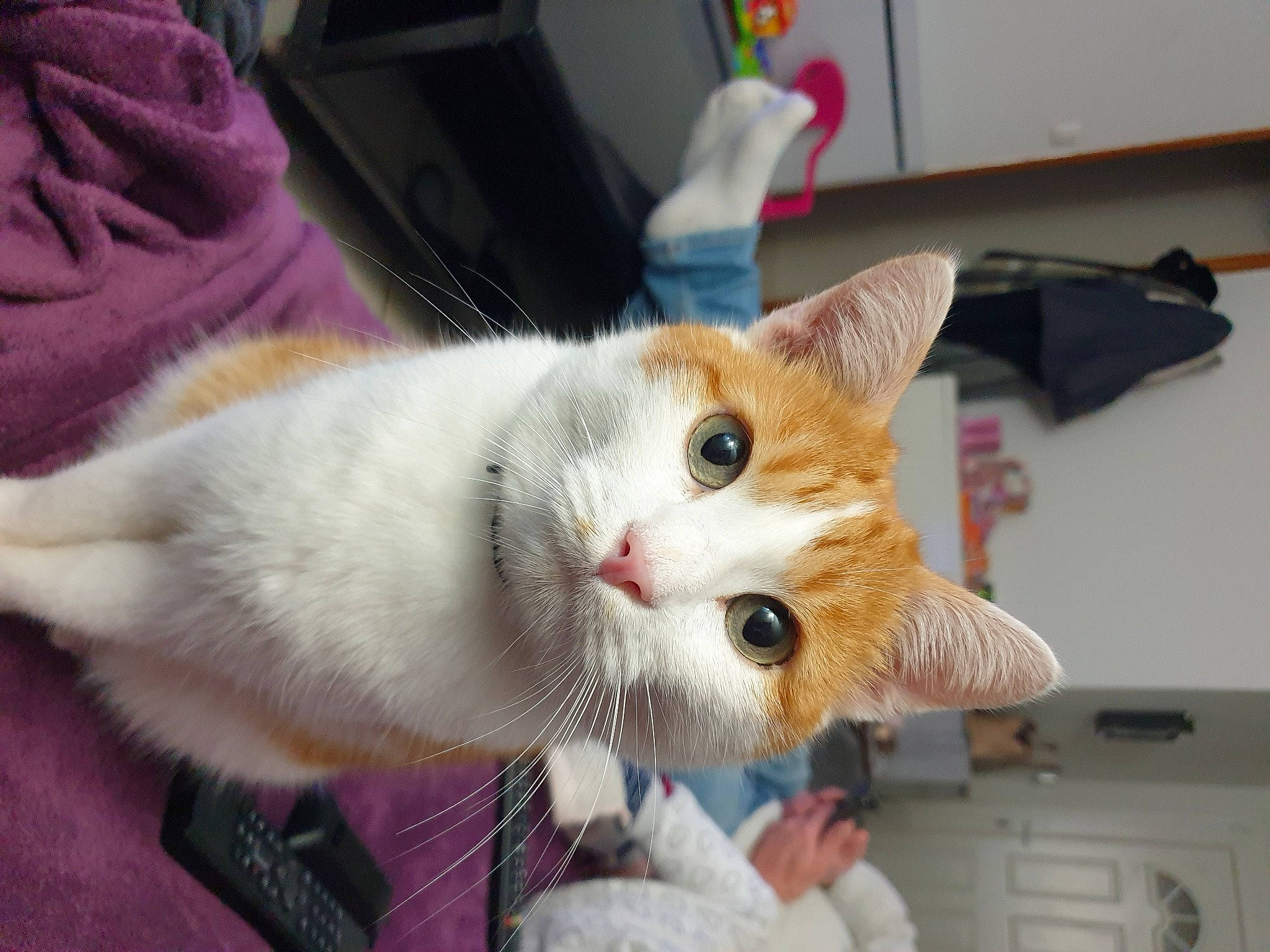 Oliver a rejoint le concours — aidez-le/la à gagner de superbes lots ! carnivore, cat, claw, collar, domestic_short_haired_cat, ear, fawn, felidae, fur, paw, small_to_medium_sized_cats, snout, tail, whiskers