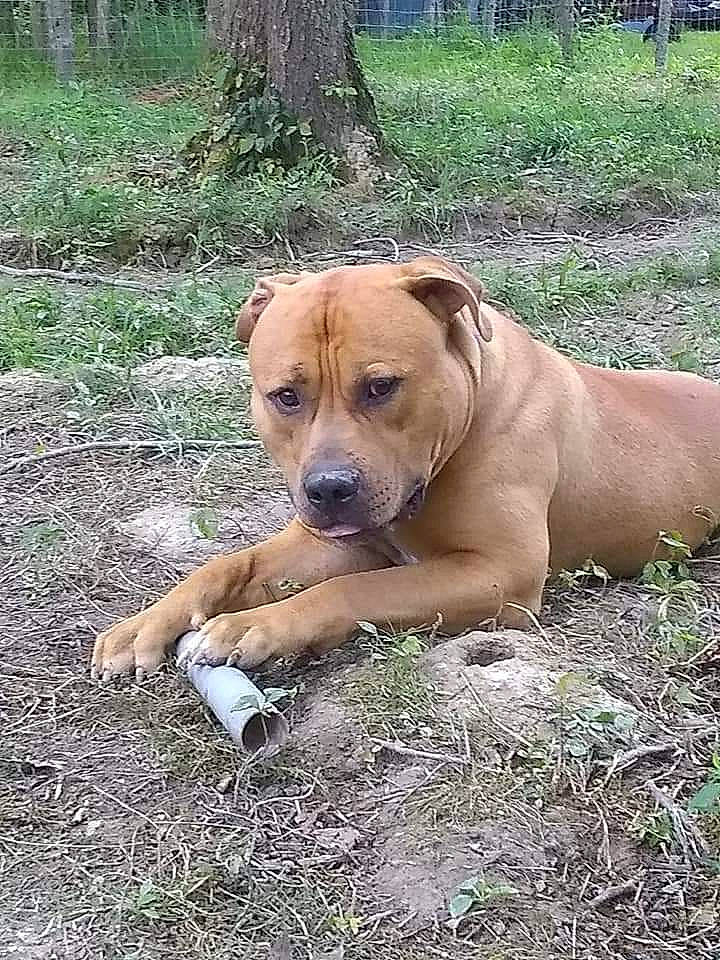 Mighty Meat is registered to the contest to win money with this photo: canidae, carnivore, companion_dog, dog, dog_breed, fawn, grass, hunting_dog, molosser, non_sporting_group, plant, snout, soil, sporting_group, terrestrial_animal, tree, wildlife, working_animal, working_dog, wrinkle