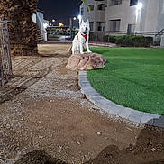 Wolf-E is registered to the contest to win money with this photo: dog, white_dog, rock, red_harness, night, outdoor, grass, dirt, palm_tree, apartment_building, fence, sidewalk, lighting, animal, pet, canine, quiet, residential_area, park, sitting