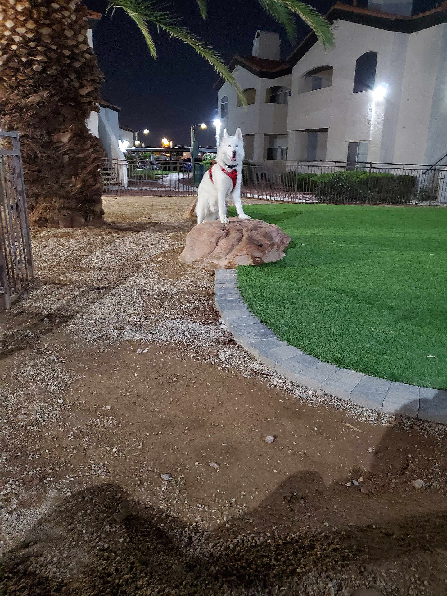 Wolf-E is registered to the contest to win money with this photo: dog, white_dog, rock, red_harness, night, outdoor, grass, dirt, palm_tree, apartment_building, fence, sidewalk, lighting, animal, pet, canine, quiet, residential_area, park, sitting