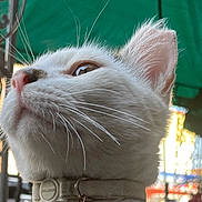 Bully joined the competition — help win amazing prizes! cat, white_cat, close_up, face, whiskers, outdoor, green_awning, collar, curious, pet, animal, feline, portrait, daylight, background_blur, metal_structure, ears, nose, fur, side_view