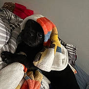 Oreo is registered to the contest to win money with this photo: dog, black_dog, blanket, fleece, bed, indoor, cozy, resting, pet, animal, snuggled, comfort, soft, patterned_bedspread, paw, cute, relaxed, domestic, fur, companion